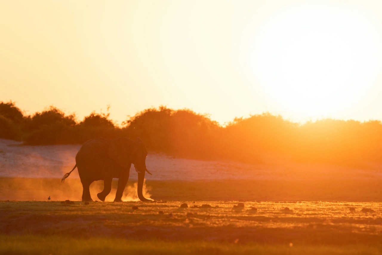 Camera Autofocus for wildlife photography