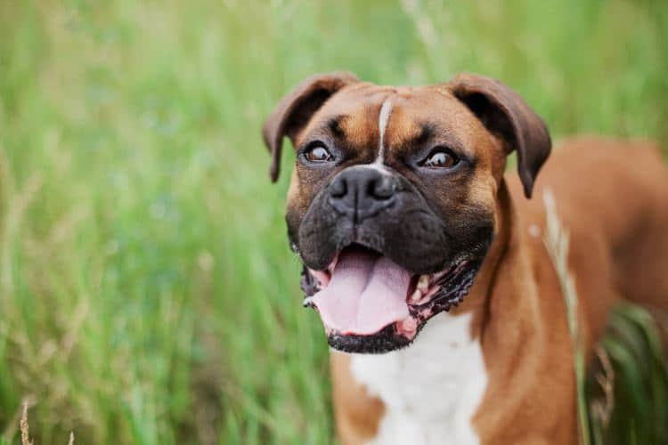 Pet Training Series How to Train a Boxer Puppy Pango Pets