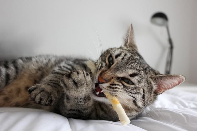 5 Best Cat Chew Toys in 2024 Reviews & Top Picks Pango Pets