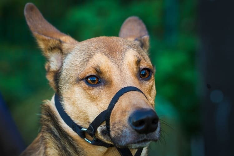 5 Best Dog Muzzles in 2024 Reviews & Top Picks Pango Pets