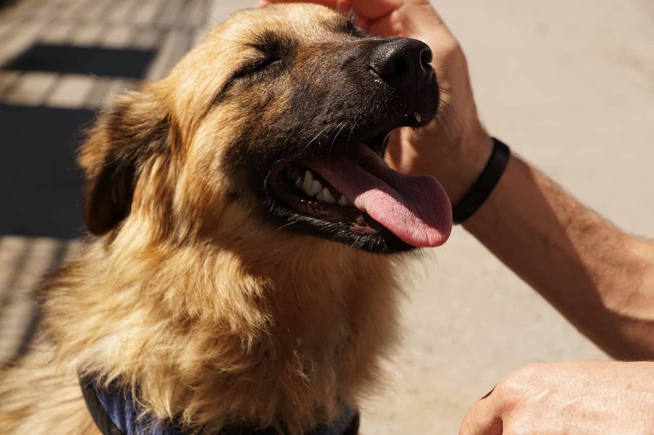 Why Does My Dog Have Bad Breath? (And How to Get Rid of Bad Dog Breath