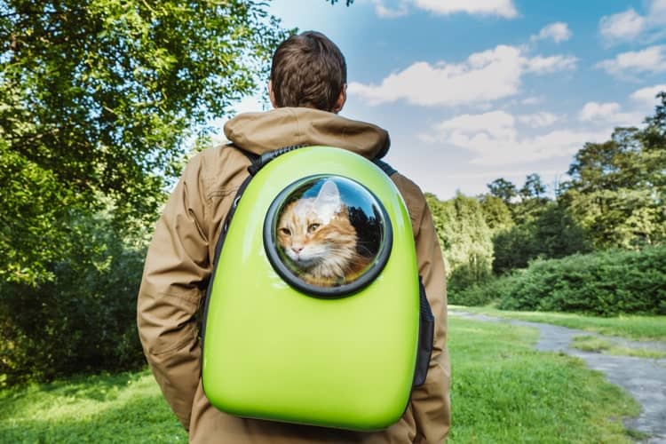 5 Best Cat Backpacks in 2023 Reviews & Top Picks Pango Pets