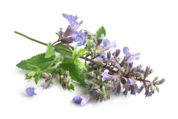 Catnip for Dogs Is it safe? Pango Pets