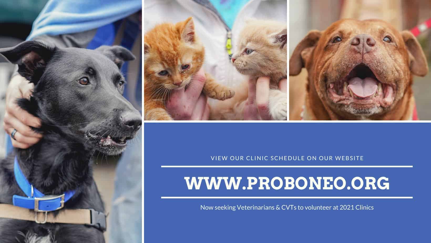 Organizations Stepping Up to Help Pets in Need Pango Pets