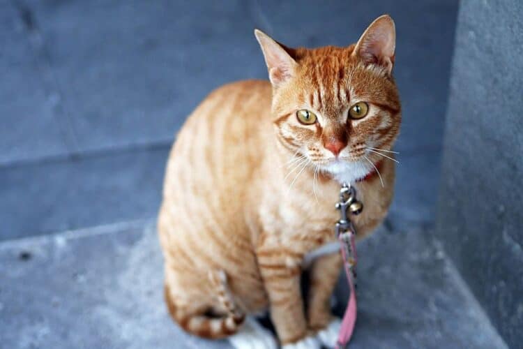 Why Are Orange Tabby Cats So Affectionate? (2 Typical Reasons) Pango Pets