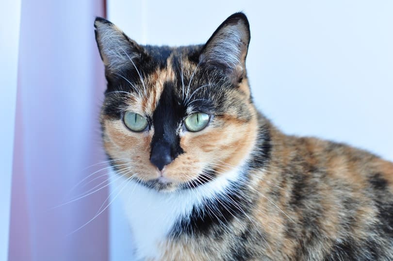 Are Tortoiseshell Cats Rare? The Surprising Answer! Pango Pets