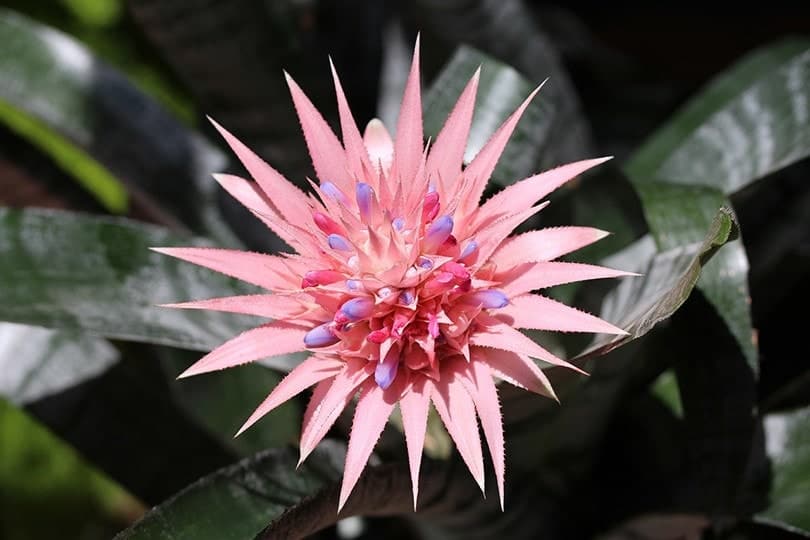Are Bromeliads Toxic to Cats? What Do I Do If They Eat One? Pango Pets