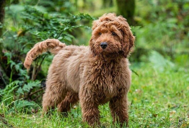 Are Cockapoos Hypoallergenic? An Allergy Sufferers Guide to Dogs Pango Pets