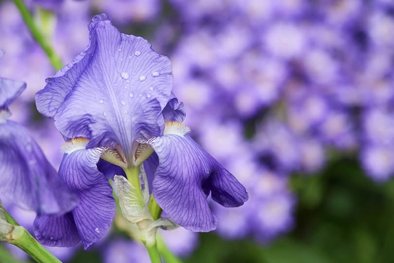 Are Irises Poisonous to Dogs? What Do I Do If They Eat One? Pango Pets