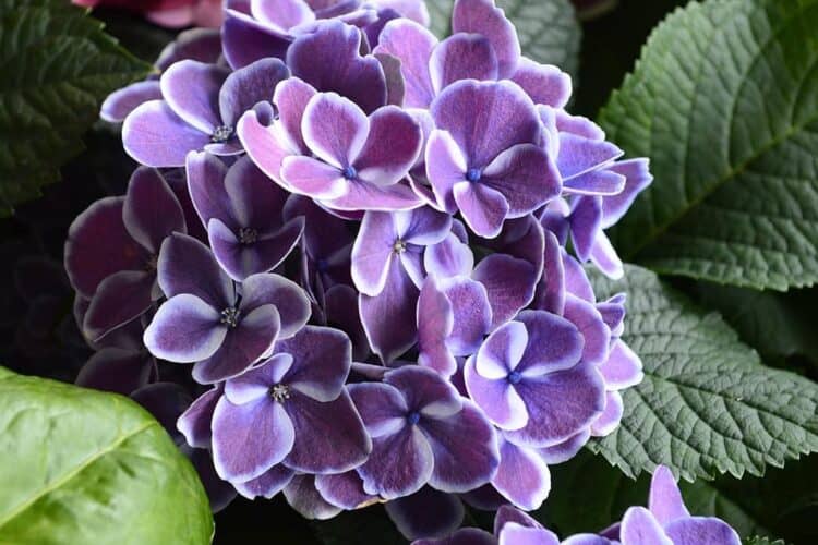 Are Hydrangeas Toxic to Cats? What do I Do if They Eat One? Pango Pets