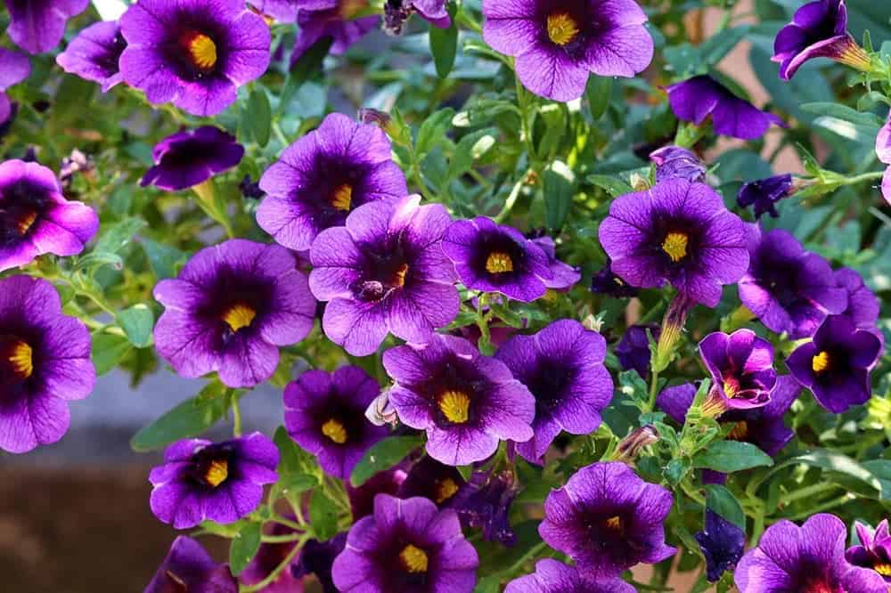 Are Petunias Poisonous to Cats? What Do I Do If They Eat One? Pango Pets