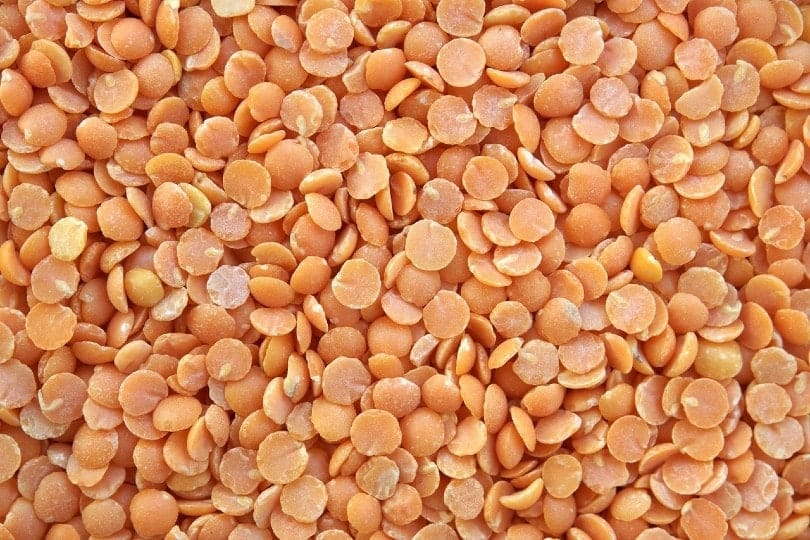 Are Lentils Good for Dogs? What Do I Do if They Eat One? Pango Pets