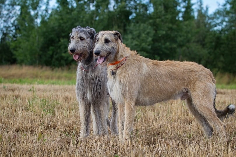Are Irish Wolfhounds Hypoallergenic? An Allergy Sufferers Guide to Dogs