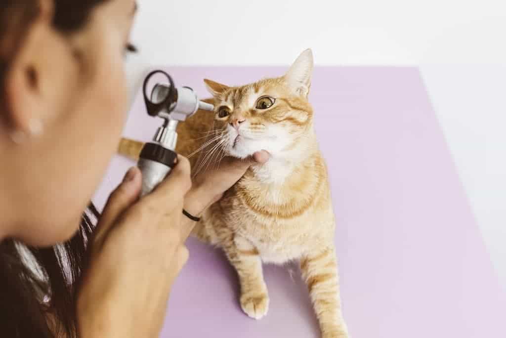 How To Clean Cat Eye Boogers (Cat Eye Discharge) In 6 Simple Steps
