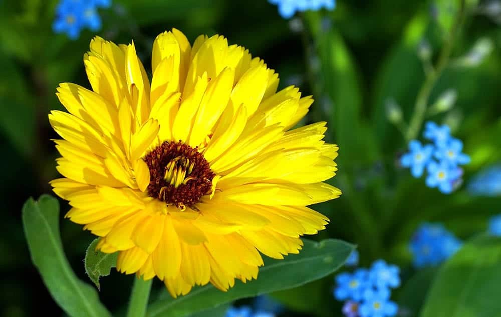 Are Marigolds Poisonous To Dogs? What Do I Do If They Eat One? Pango Pets