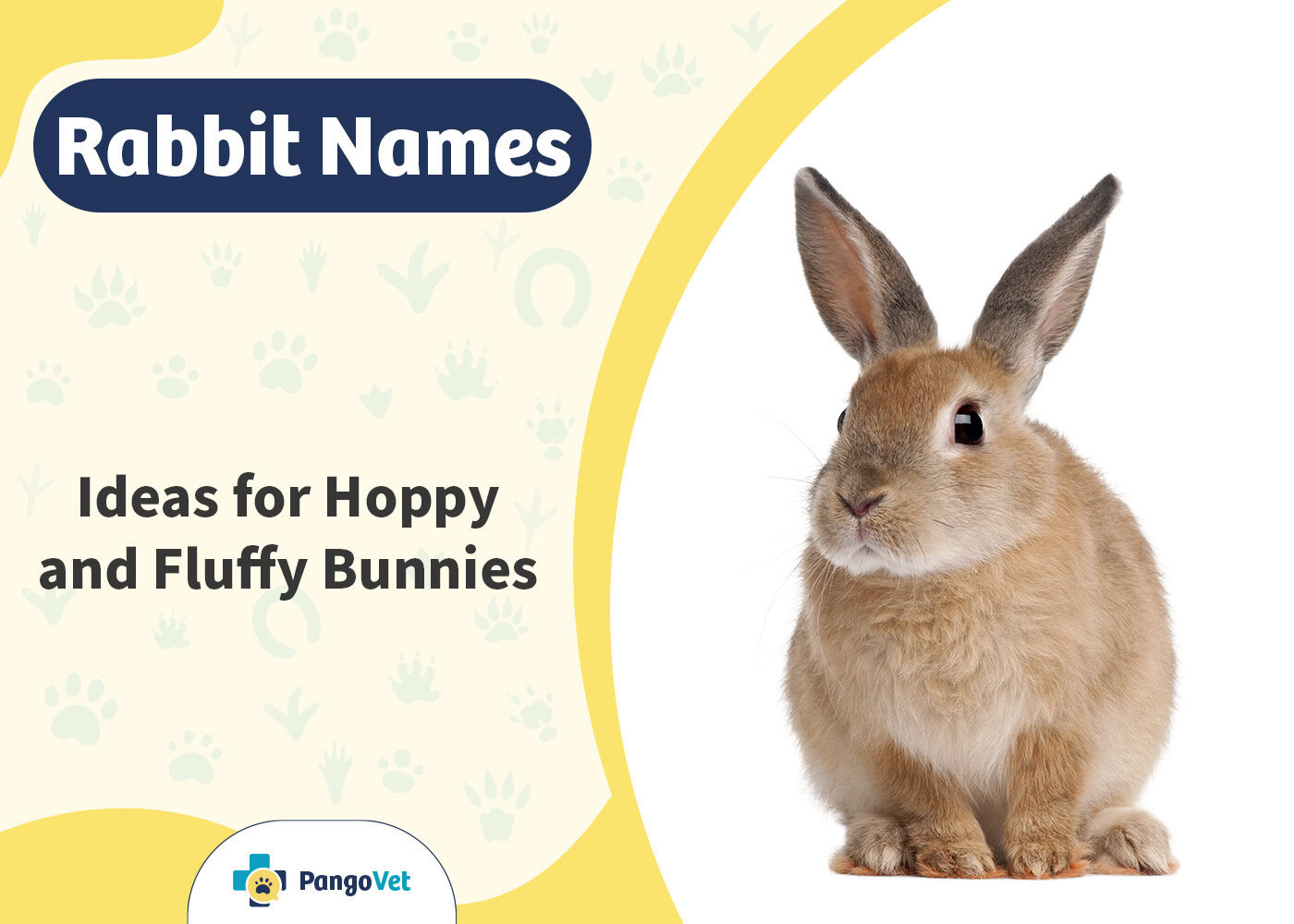 Cute Bunny Names Interactive