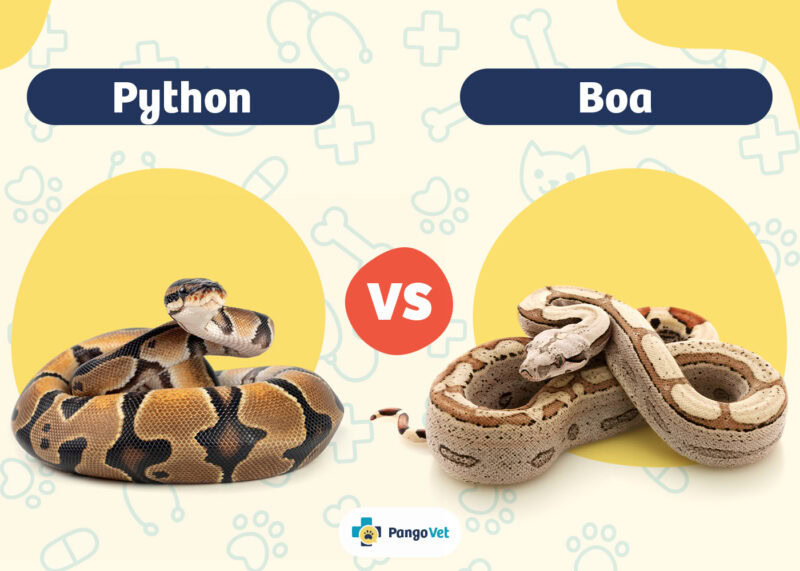 Python vs Boa: The Main Differences (With Pictures) | PangoVet