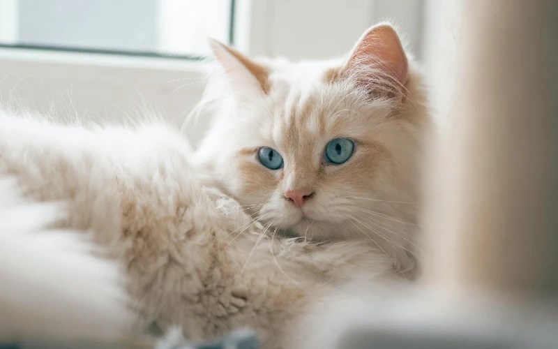 How Much Does a Ragdoll Cat Cost? 2024 Price Overview PangoVet