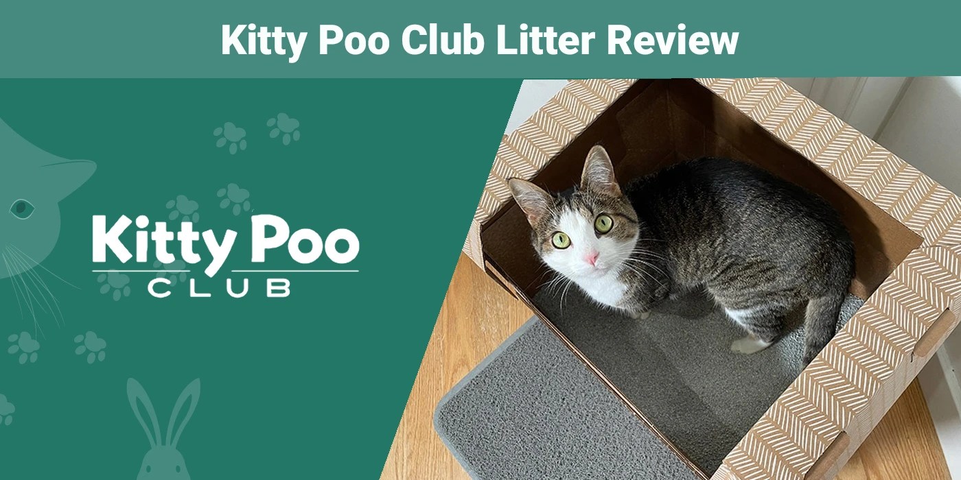 Kitty Poo Club Litter Review 2024 Our Expert's Opinion PangoVet