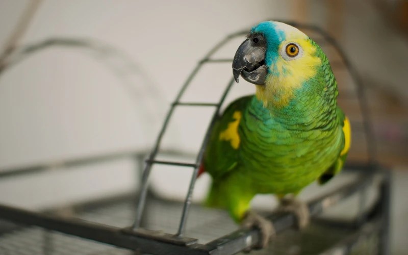 9 Common Beak Problems in Birds To Look Out For (With Pictures) PangoVet