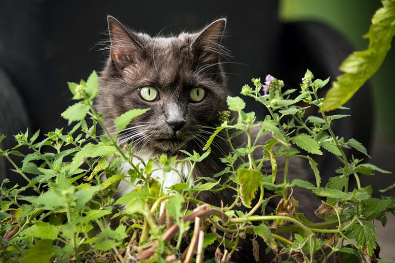 Does Catnip Make Cats High? Facts, Health Tips & FAQ PangoVet