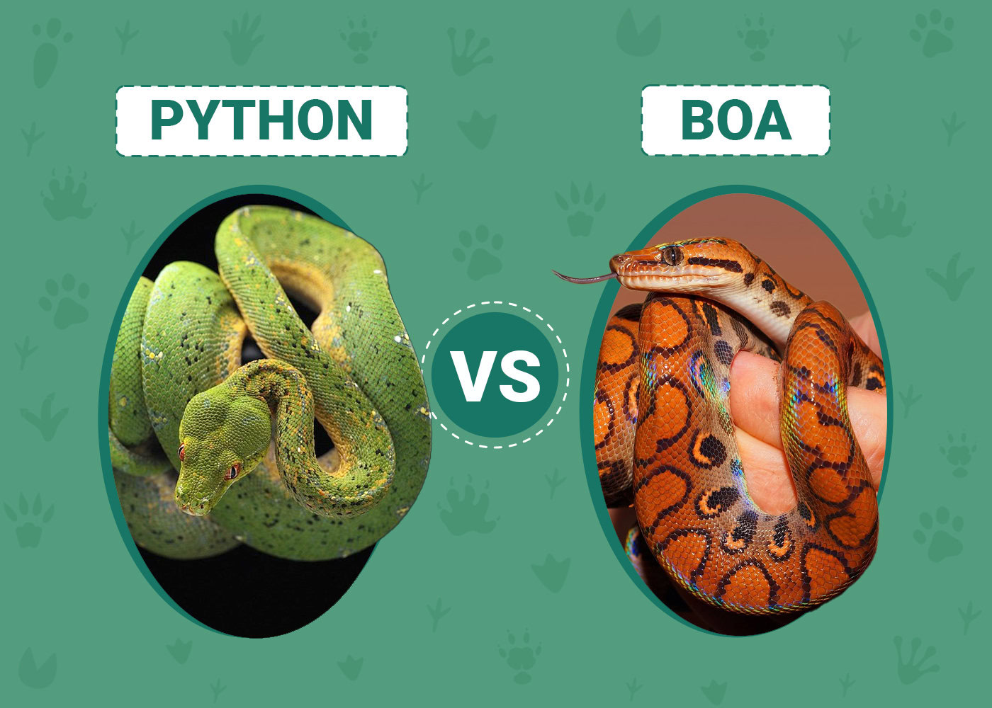 Python vs Boa: The Main Differences (With Pictures) | PangoVet