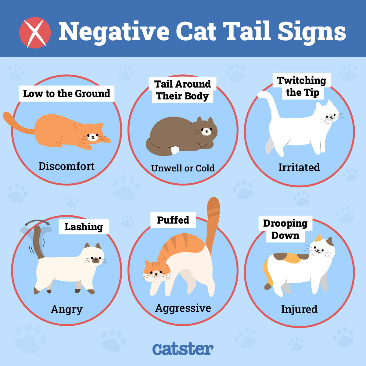 Why Do Cats' Tails Puff Up? 4 Common Reasons PangoVet(04)