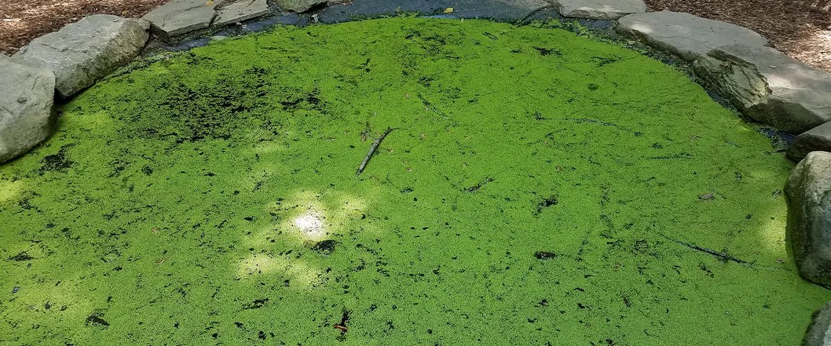How To Get Rid Of Pond Algae A Guide For Homeowners Panhandle Ponds