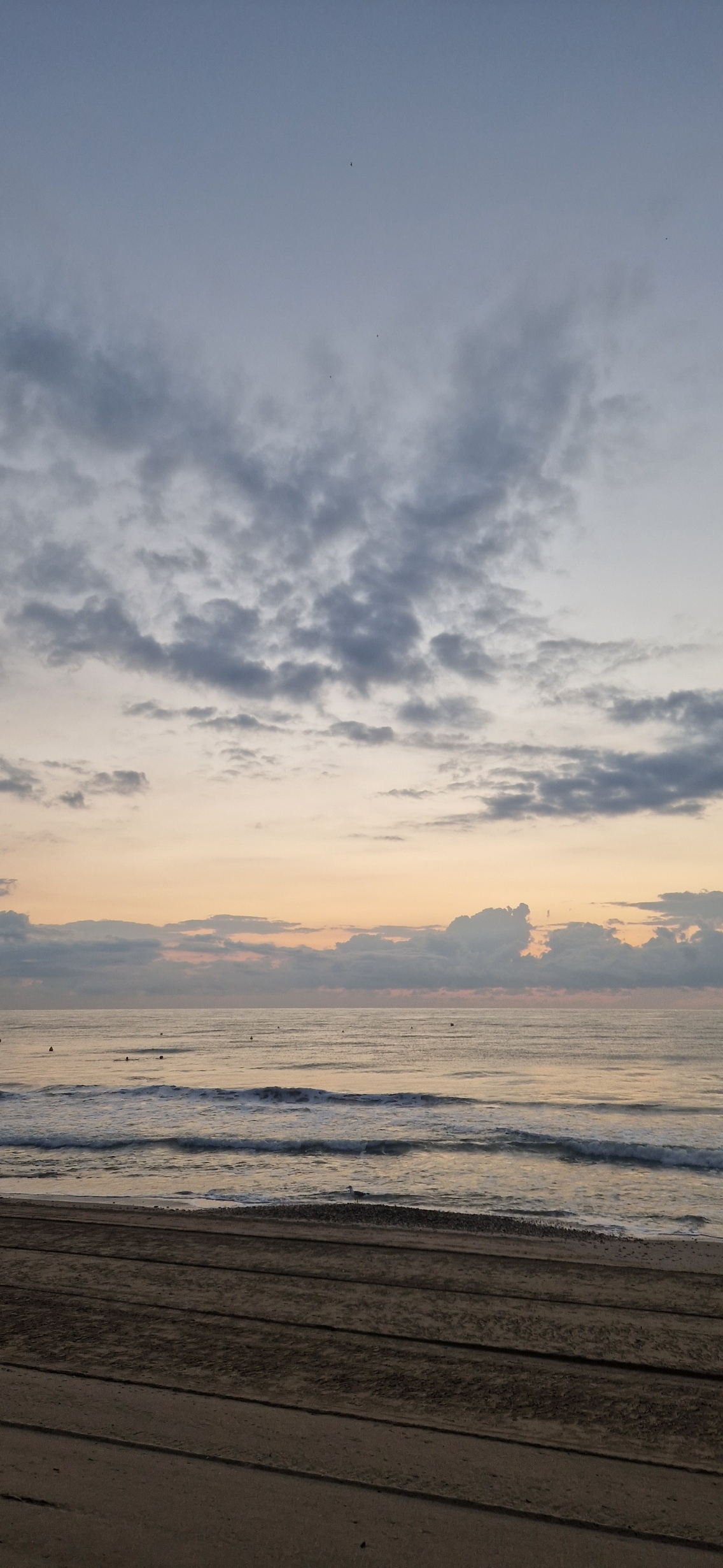 La gaviota PaniTheBoss