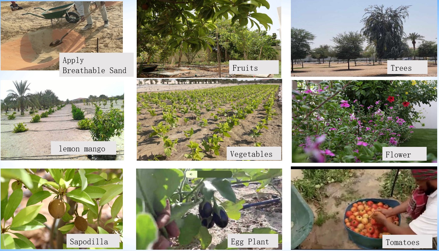 Desert Farming "Breathable Sand" Farm in Ras Al Khaimah PANORAMA