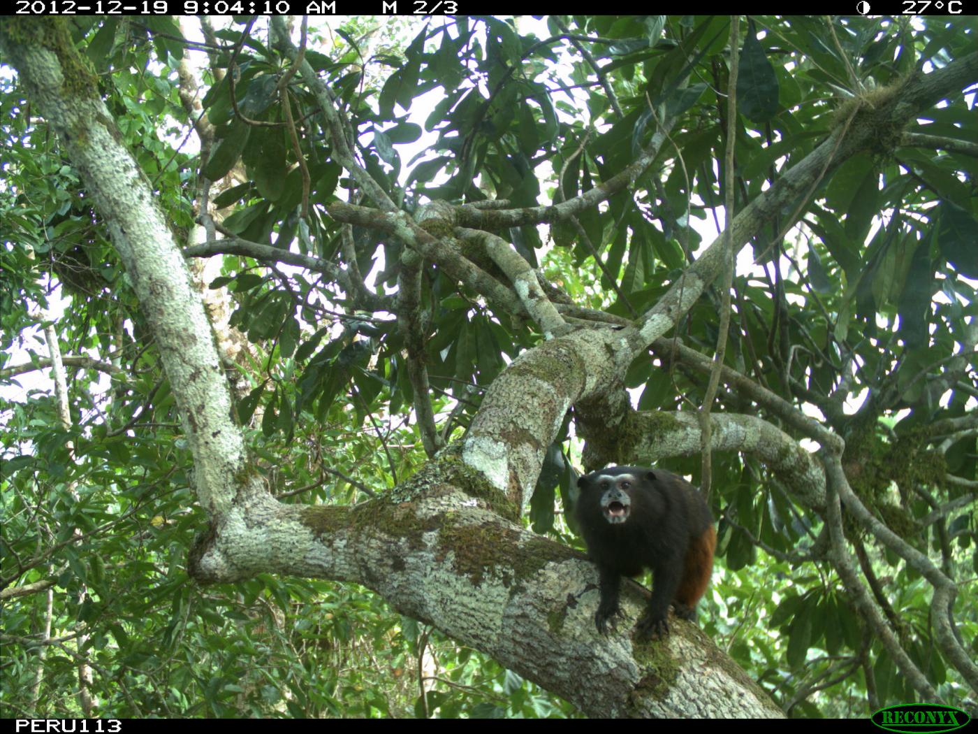 Connecting habitats for arboreal species by using canopy bridges PANORAMA