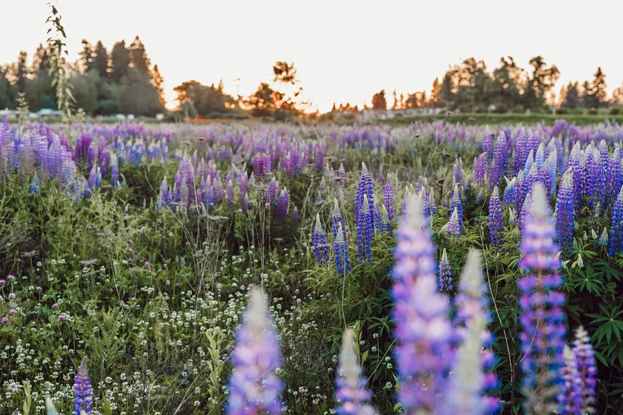 What You Need to Know About Lupine Flowers in Iceland