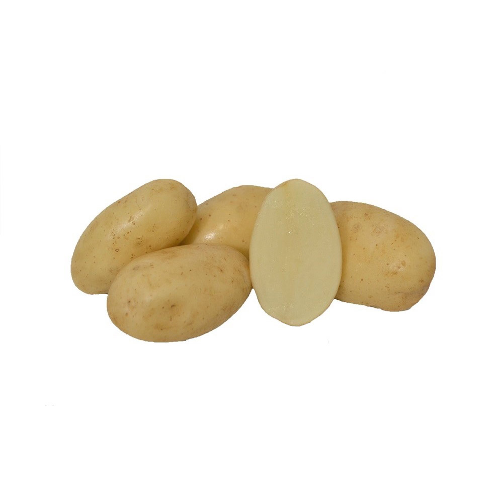 Sahara seed potato Panprod