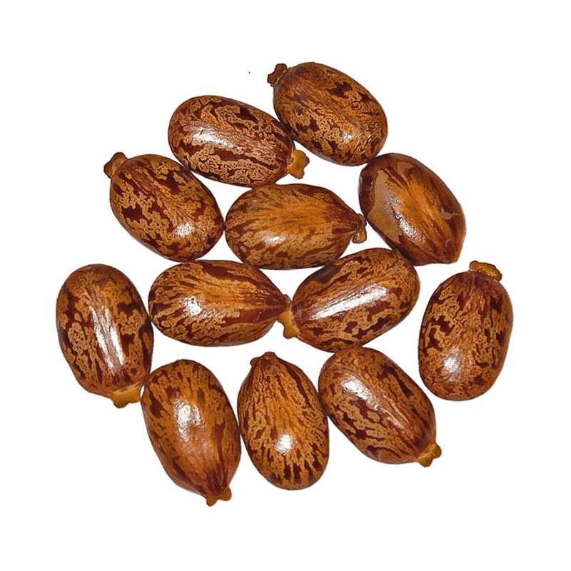 Buy Castor Bean TukhmeArandi Ricinus Communis تخم ارنڈی in Pakistan