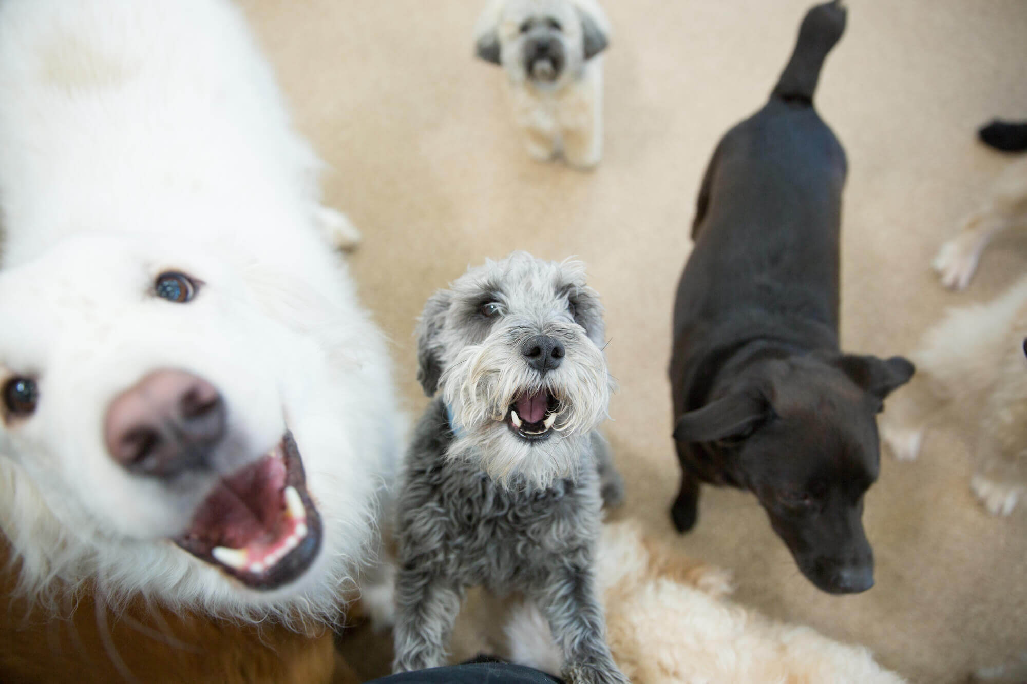 What You Need to Keep Your Dog’s Teeth Healthy Pantano Animal Clinic