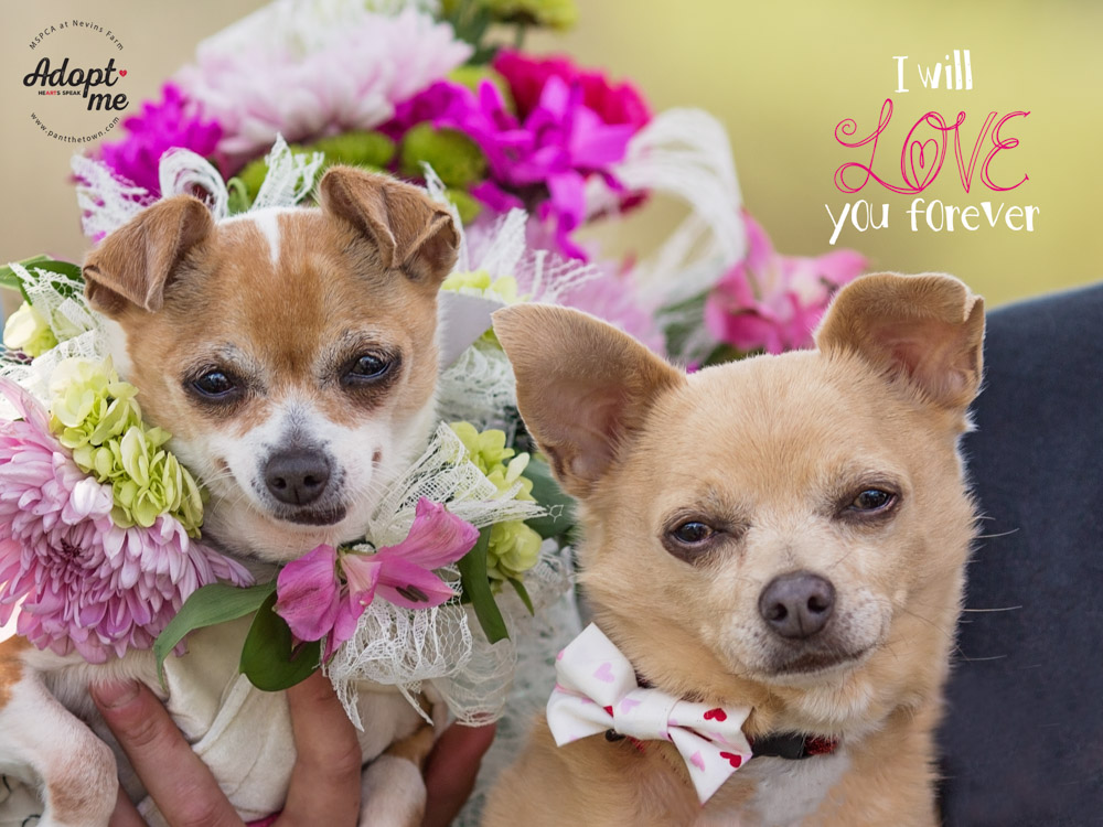 A FairyTale Dog Wedding Pant the Town