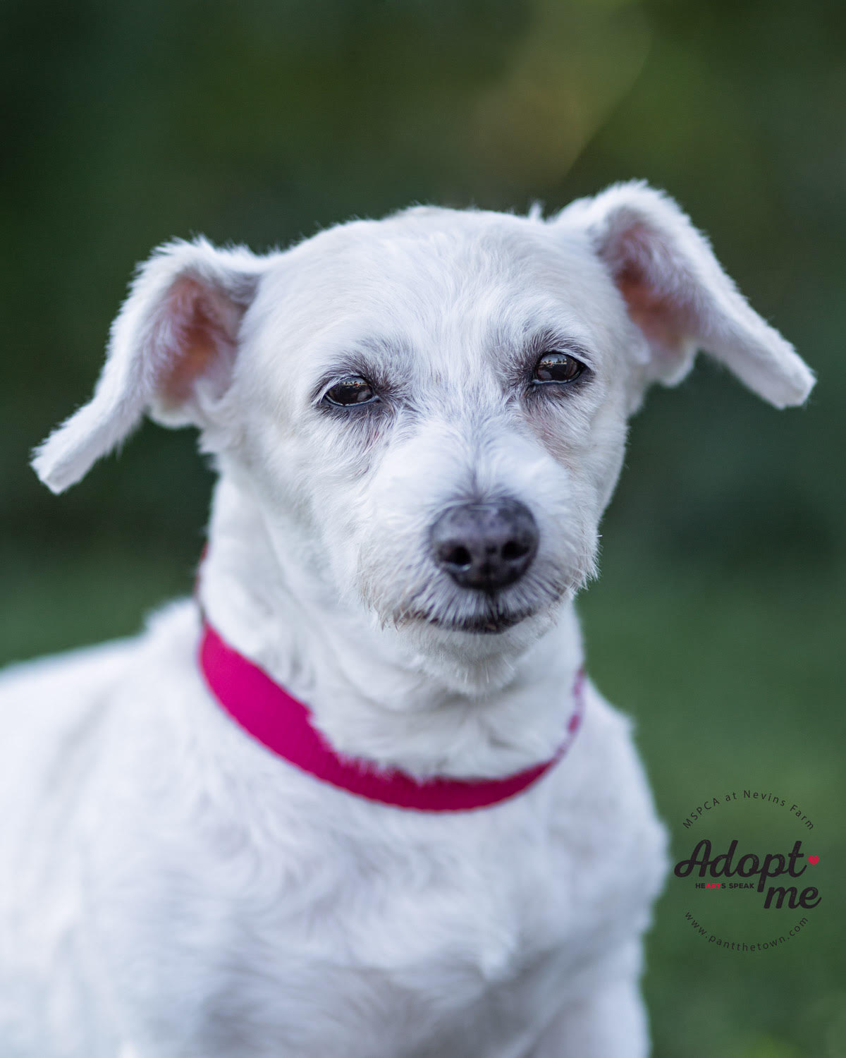 Salisbury Beach A Bucket List Dog Photo Shoot