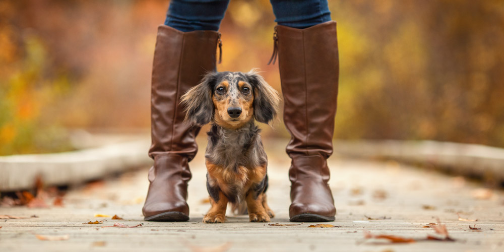Professional Dog Photographer Near Me / Dog Portrait Photographer