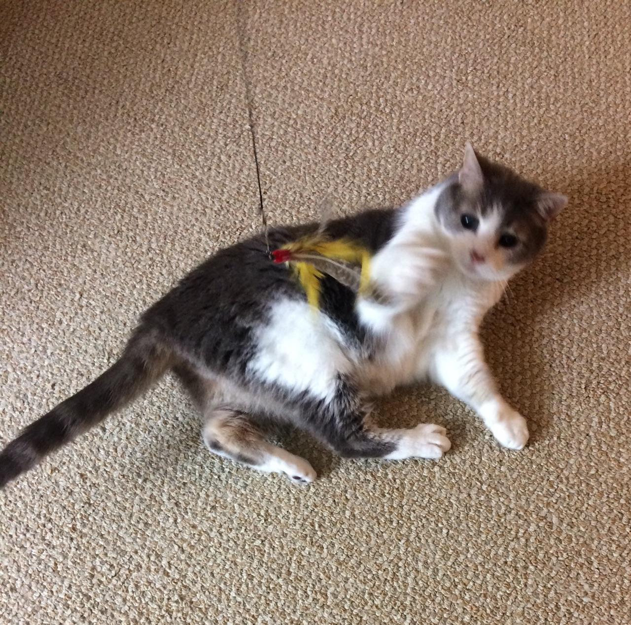 Zaad Panza's Home Pet Sitting Service