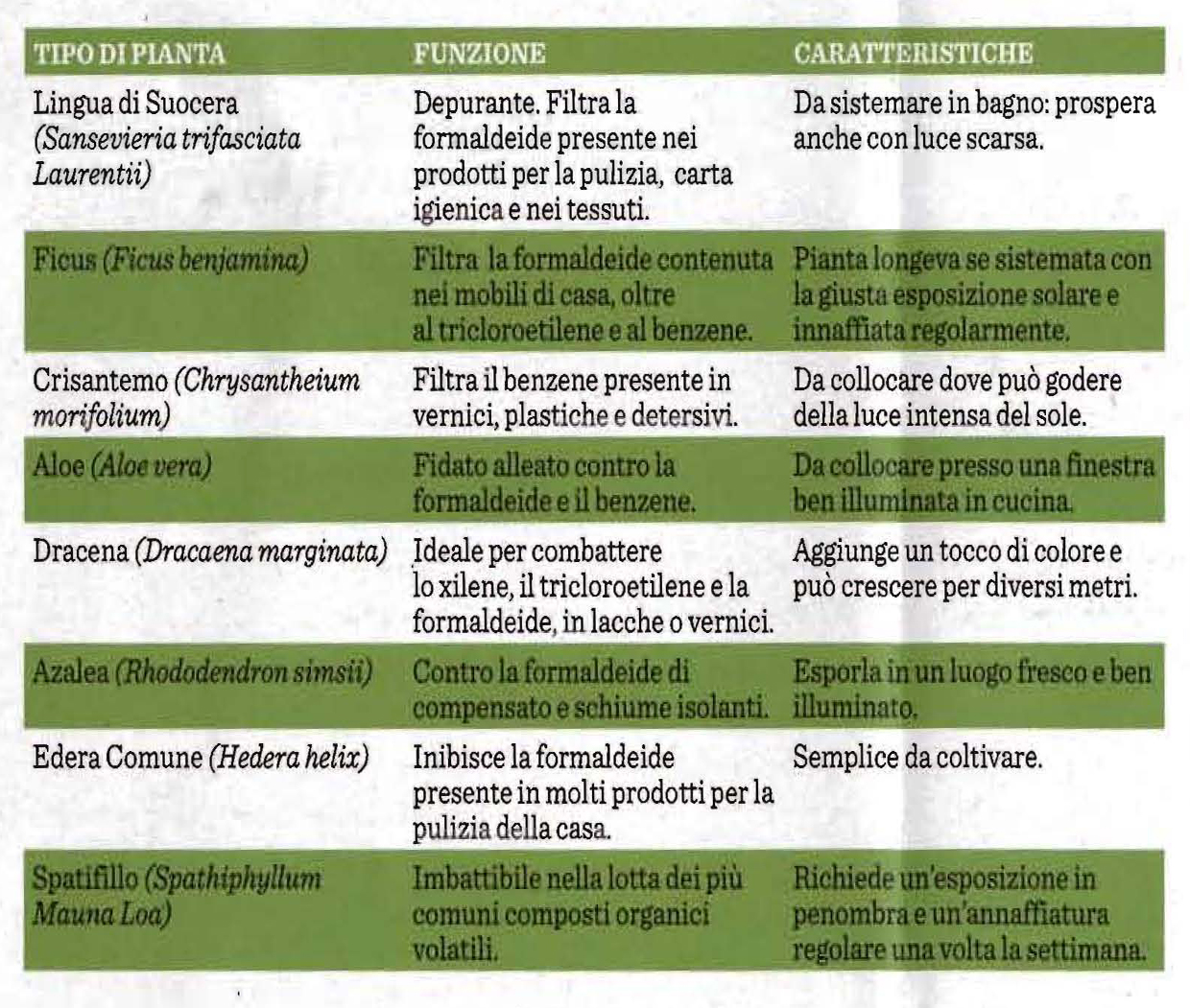 La Pianta Giusta Per Depurare L Aria A Casa Ed In Ufficio Paoblog Net