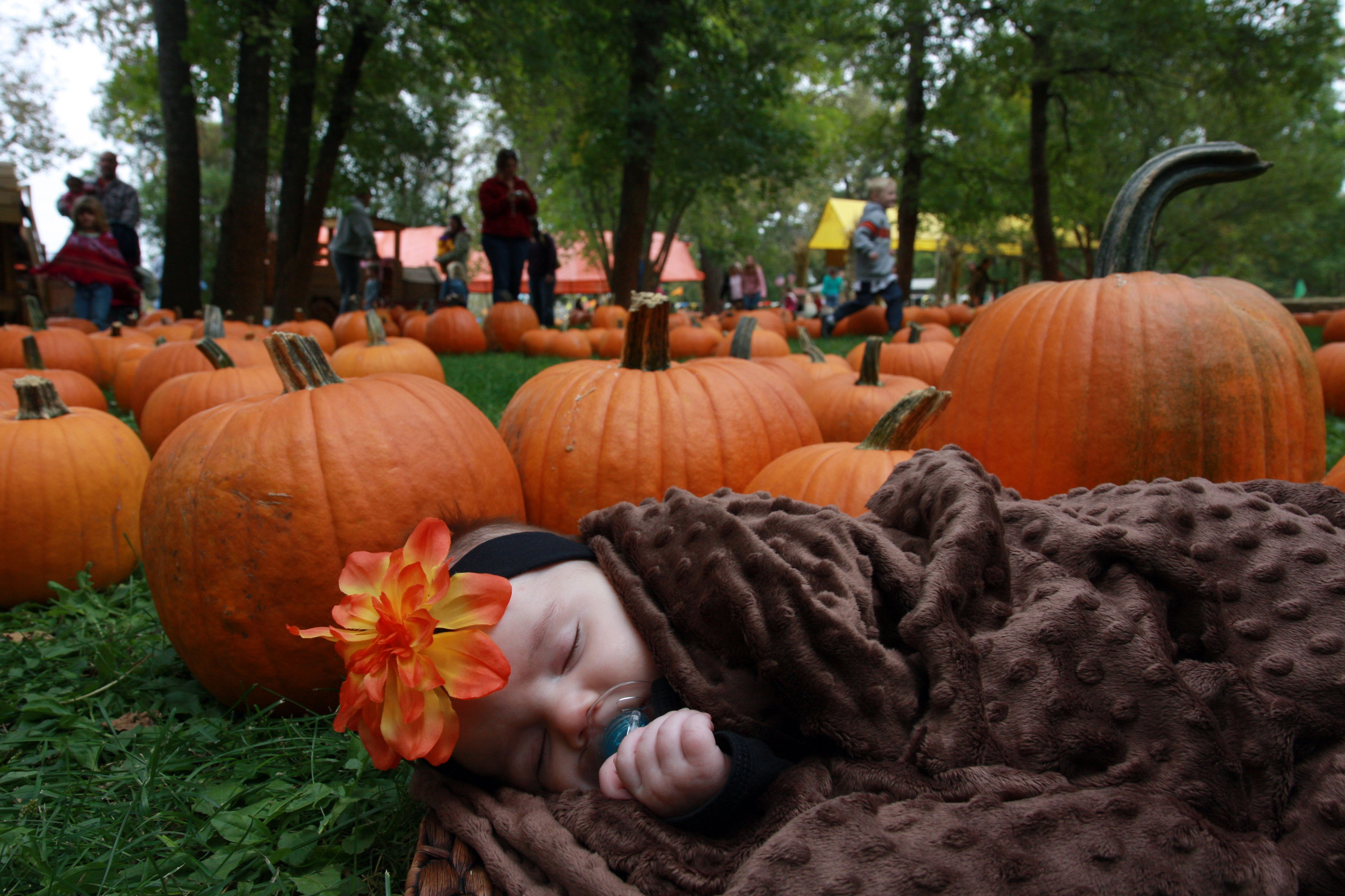 Papa’s Opens in 14 Sleeps (Sept. 9)! Papa's Pumpkin Patch Papa’s Opens in 14 Sleeps (Sept. 9)! Papa's Pumpkin Patch