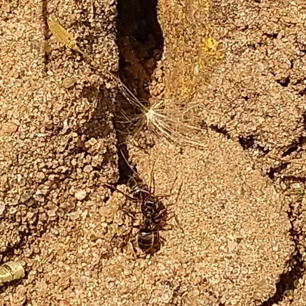 Mieren weren in huis op een diervriendelijke manier Papa's wereld