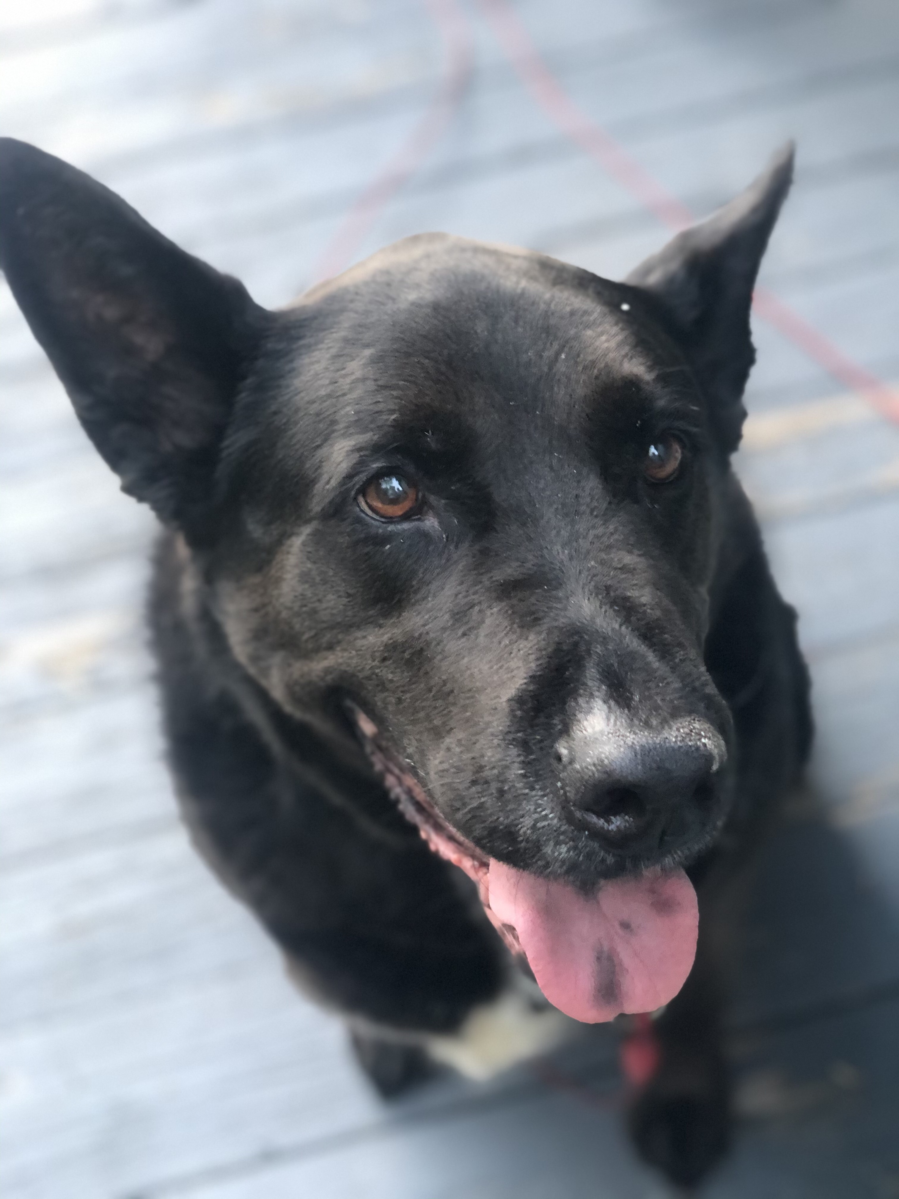 Peabody Pets The Peabody