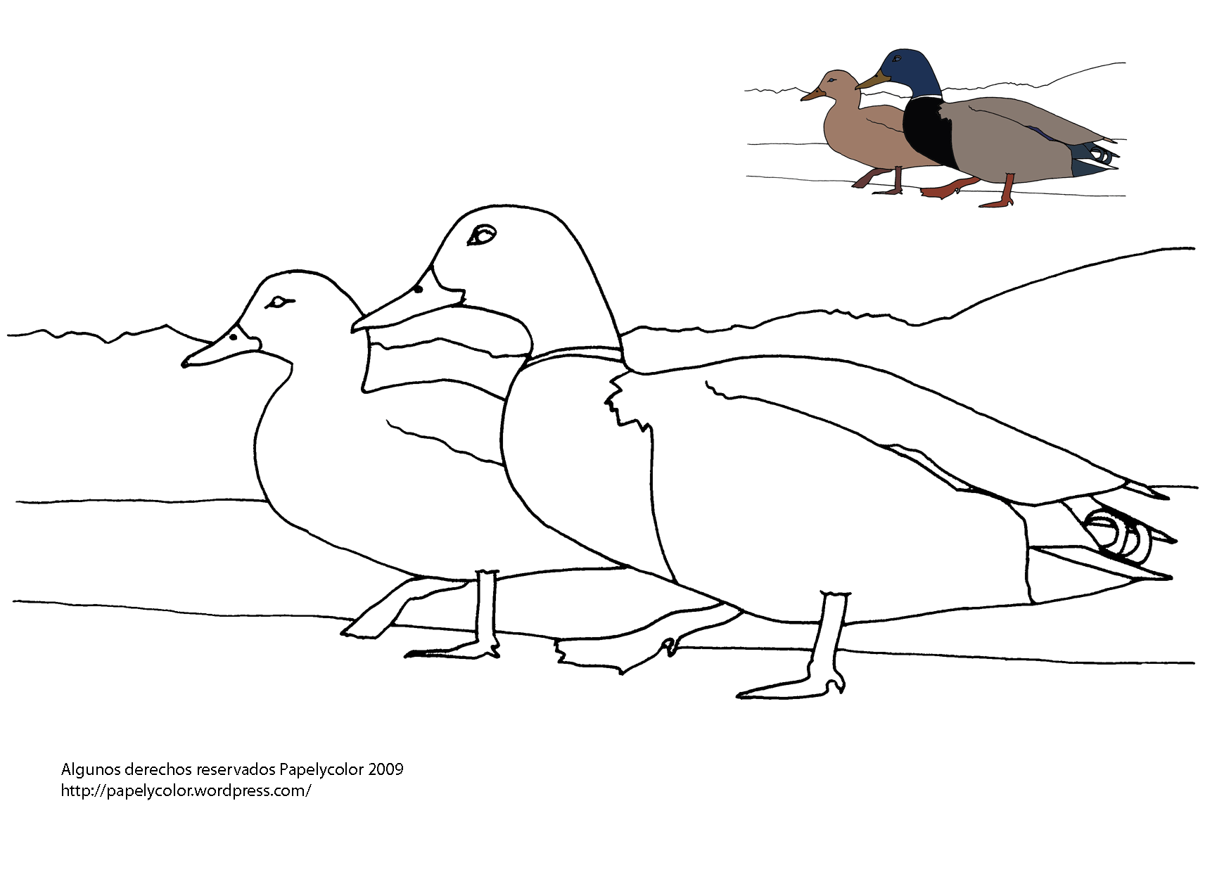 Animales Del Desierto Plantas Vegetacion Sahara 2019