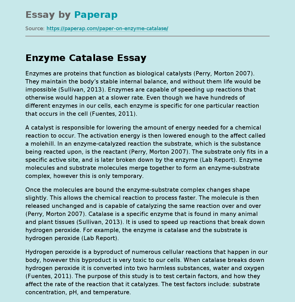 Enzyme Catalase Free Essay Example