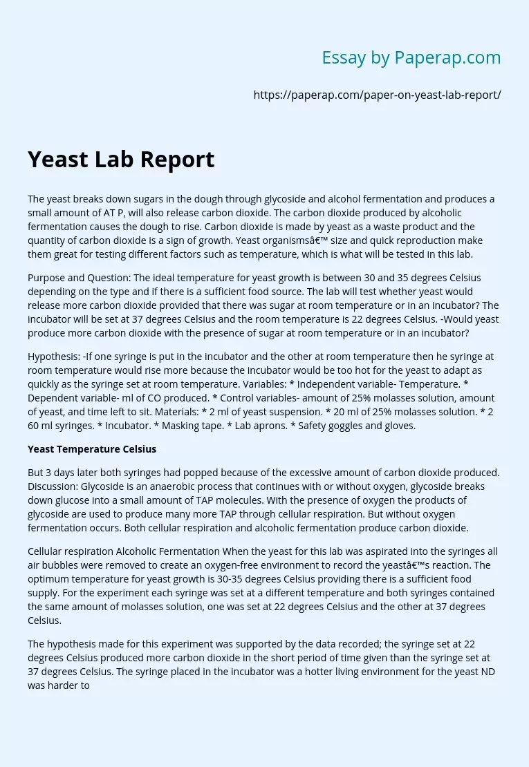 Yeast Fermentation Lab Report
