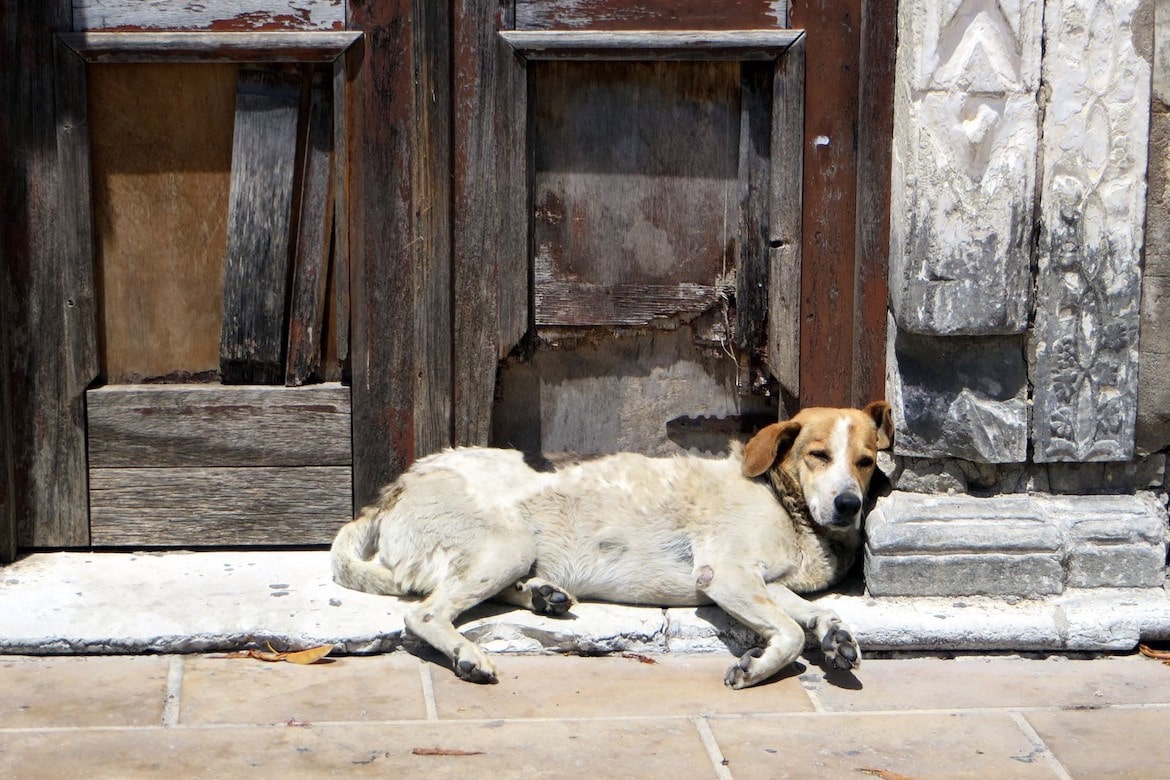 Veterinary Volunteers Wanted on Greek Islands The Pappas Post