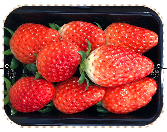 いちご農園のパピィフルーツパーク