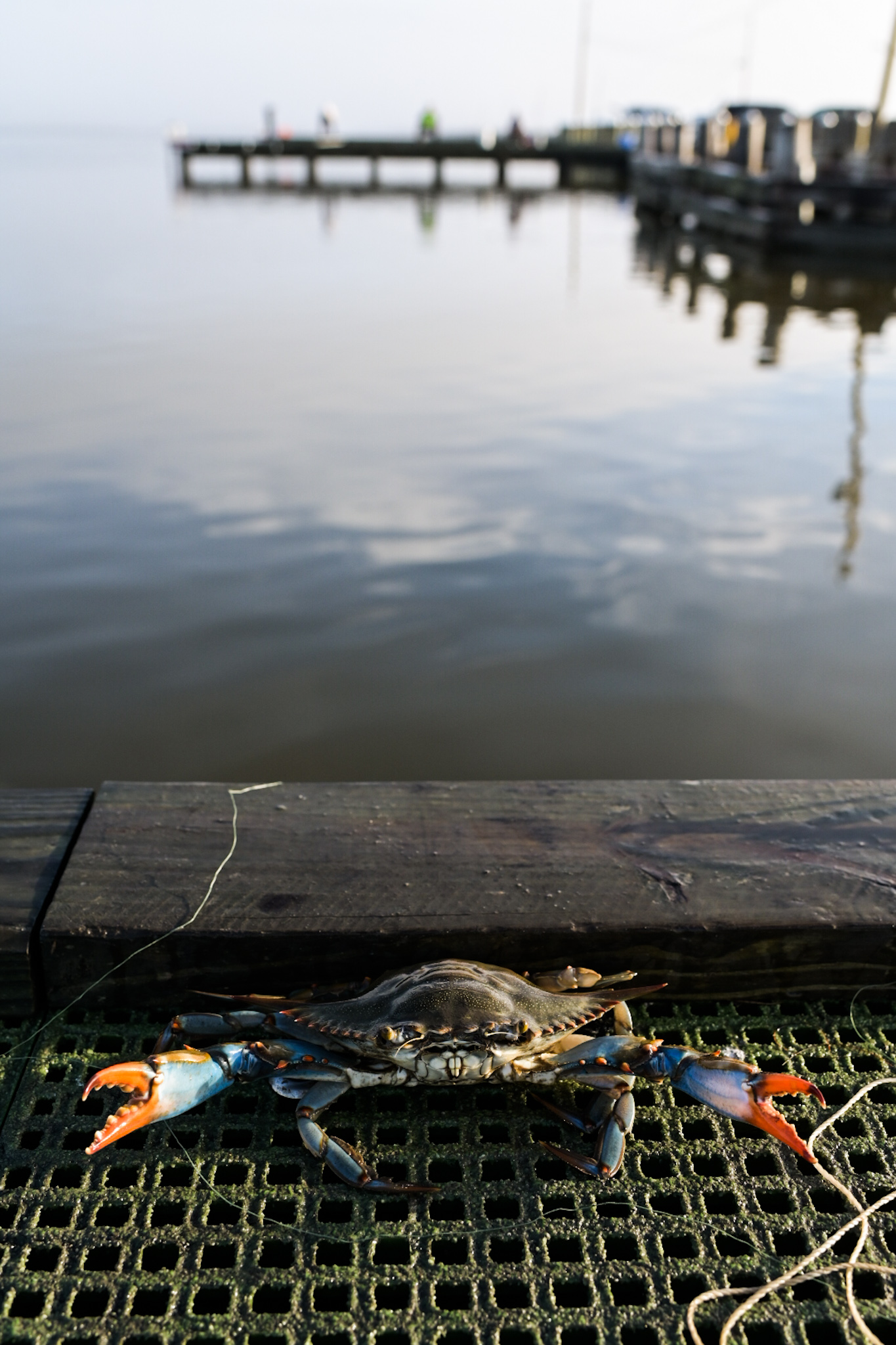 Crabbing in PointAuxChenes Paprika Studios