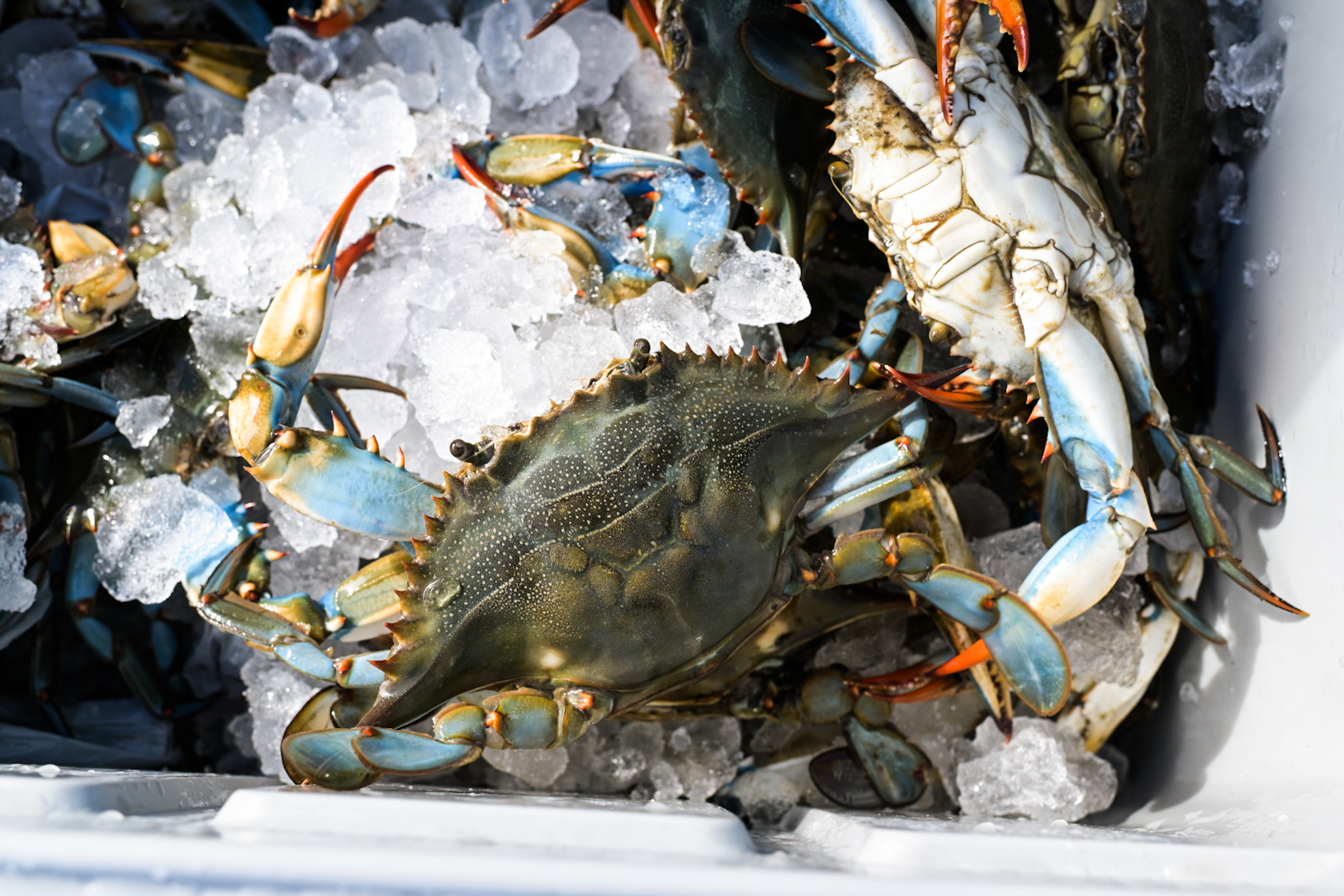 Crabbing in PointAuxChenes Paprika Studios